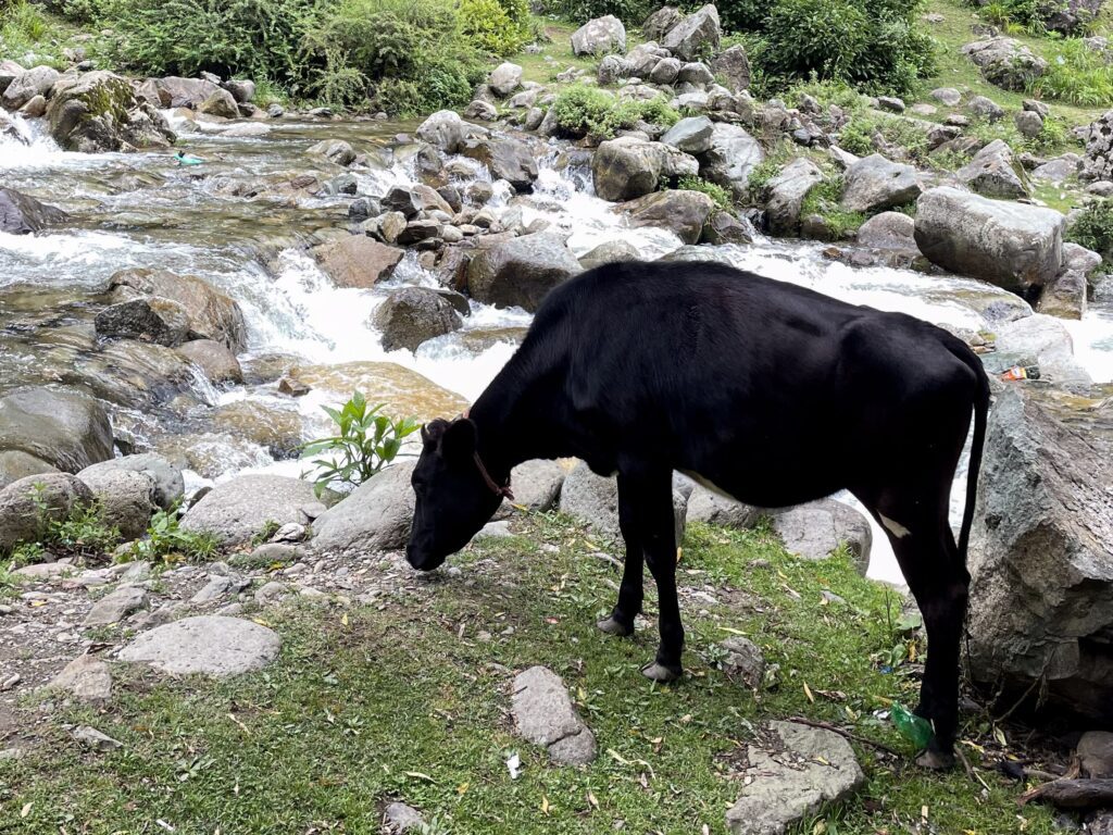 Srinagar